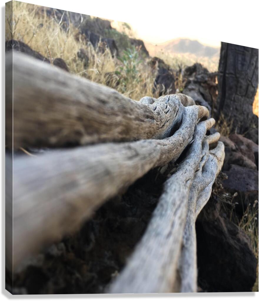 hands Canvas Print
