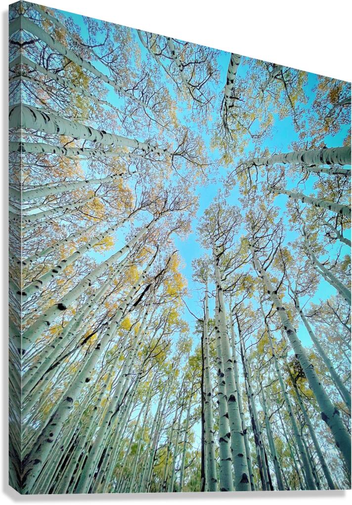 Aspire Canvas Print