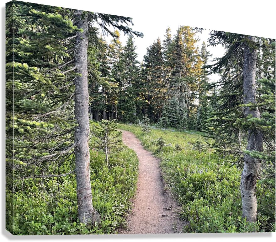 Paths Canvas Print
