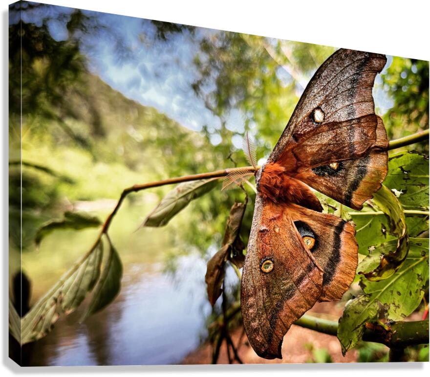 Moth Canvas Print