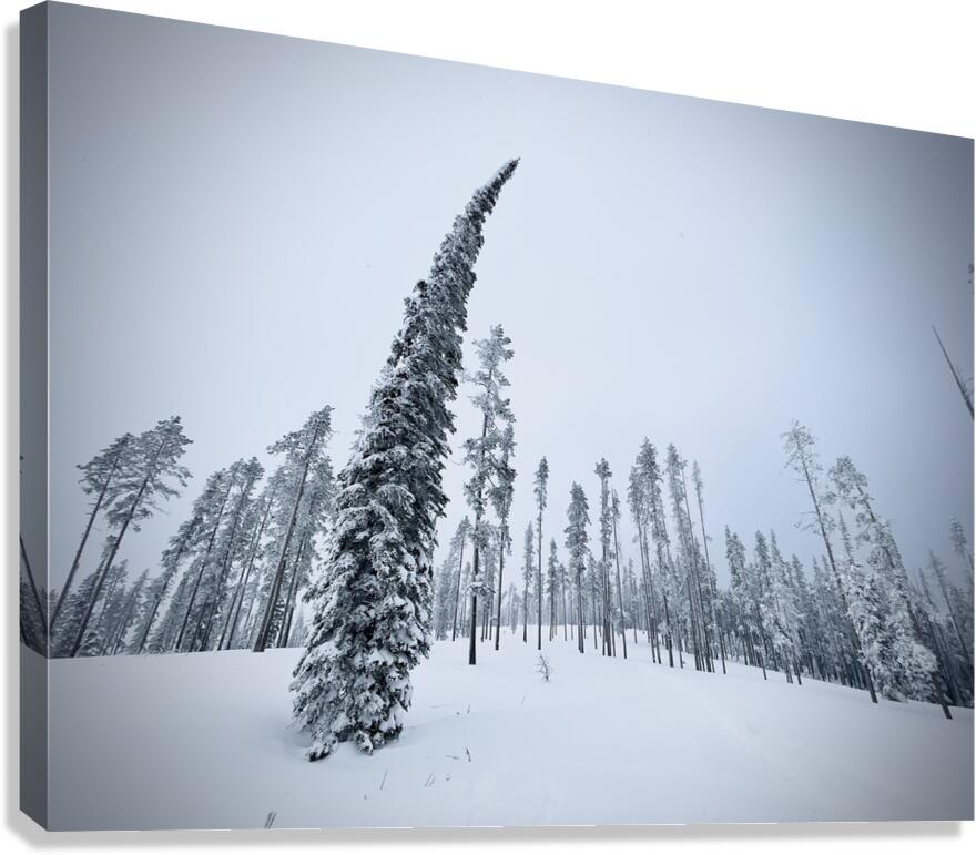 Sway Factor Canvas Print