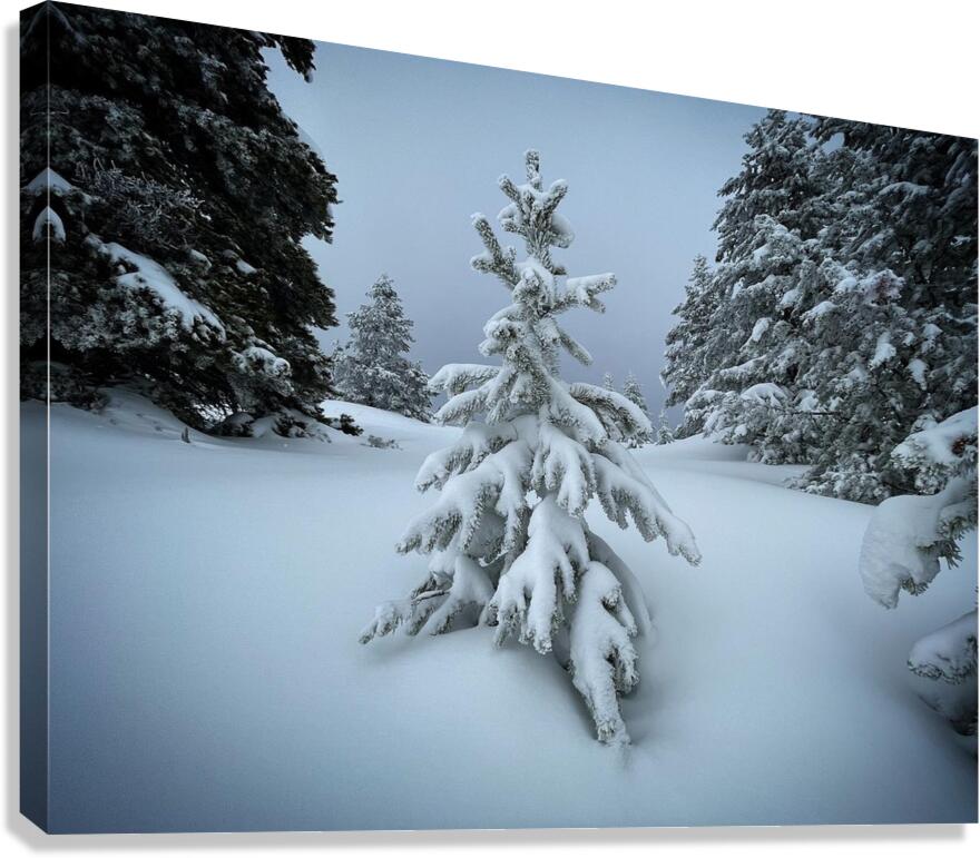 Spotlight Canvas Print