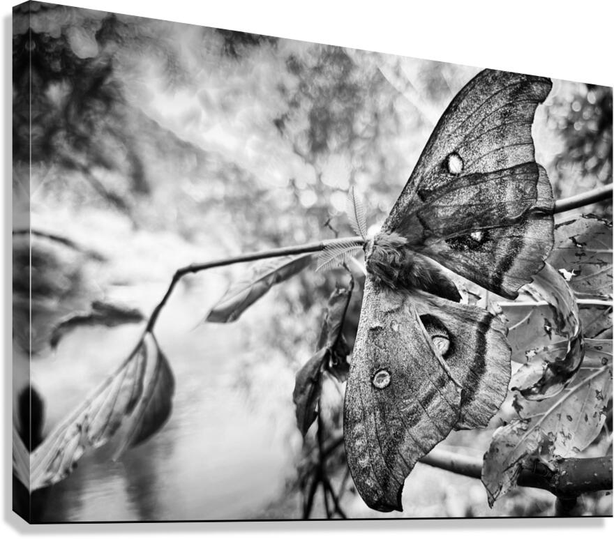 Moth BW Canvas Print
