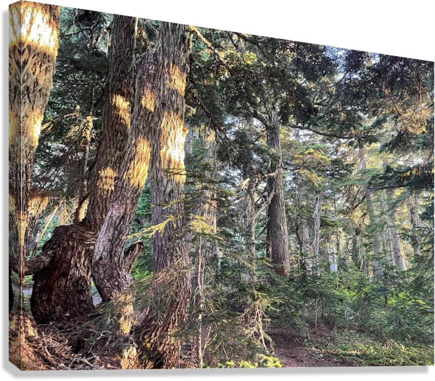 Fire Woods Canvas Print