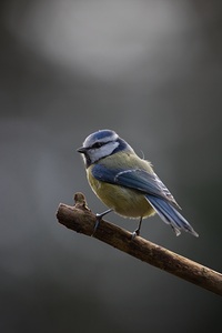 blue tit 8024809