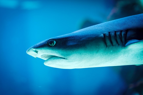 grey reef shark 7744765 Print