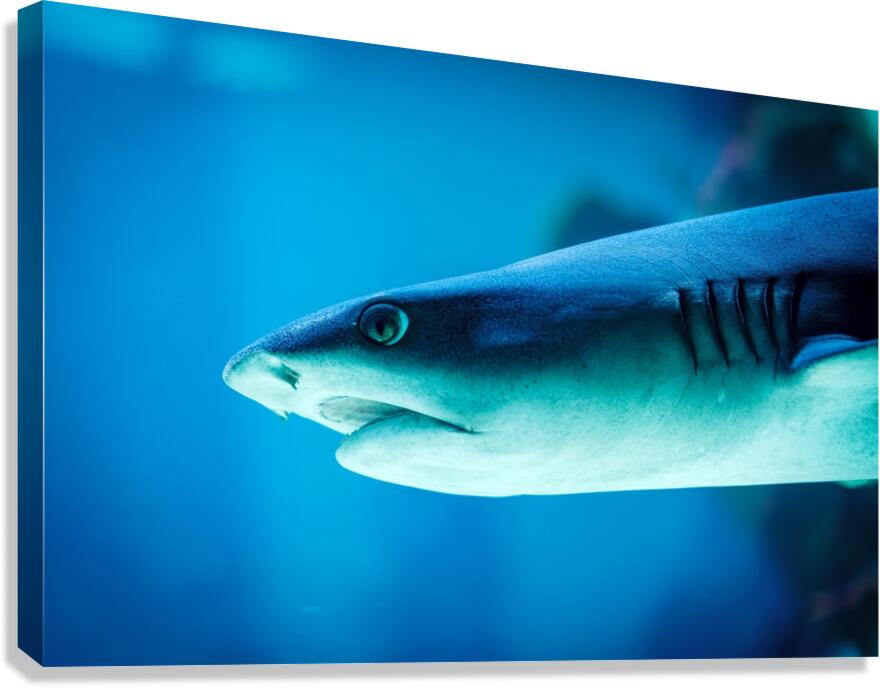 grey reef shark 7744765 Canvas Print