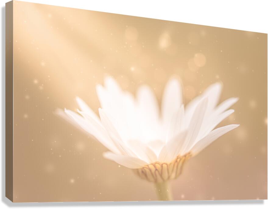 Daisy Magic Canvas Print