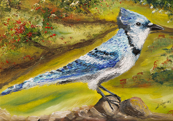 Bluejay by Lidu Montero