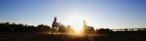 Lunging at Sunset