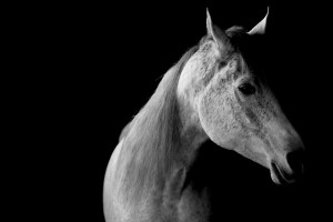 Studio Horses