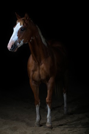 Studio Horses