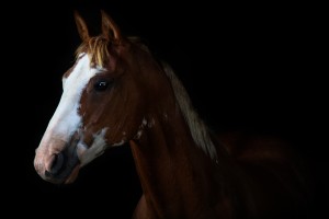 Studio Horses