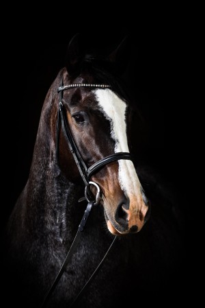 Studio Horses