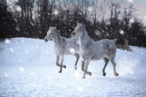 Horses in the Snow