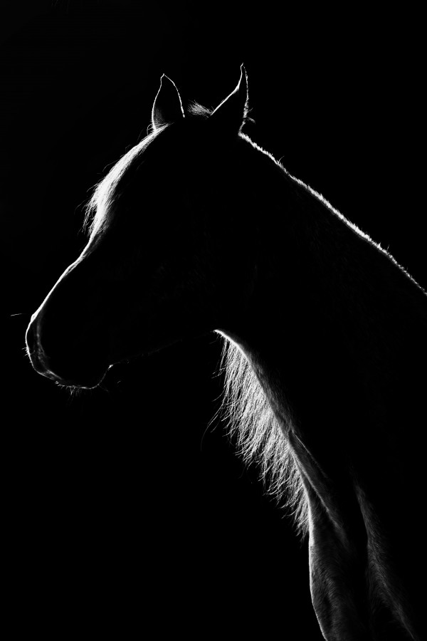 Studio Horses by Victor Rose Photo