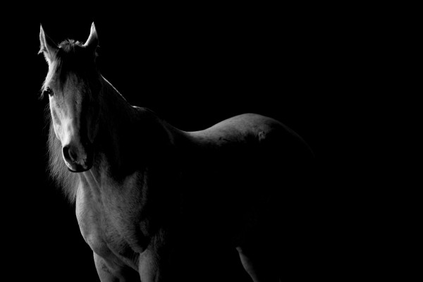 Studio Horses by Victor Rose Photo