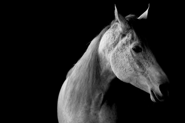 Studio Horses by Victor Rose Photo