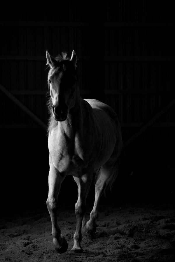 Studio Horses by Victor Rose Photo