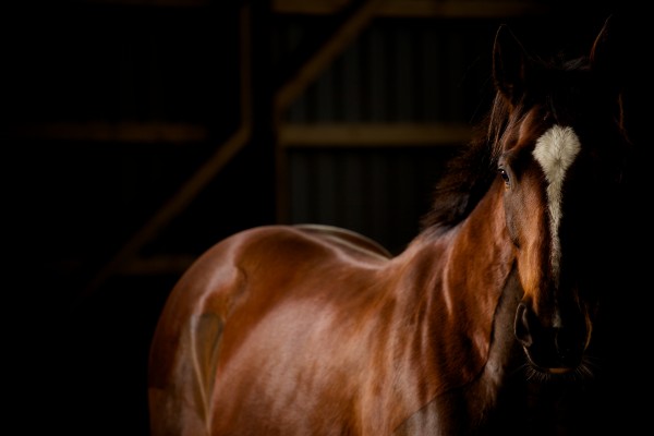 Studio Horses by Victor Rose Photo