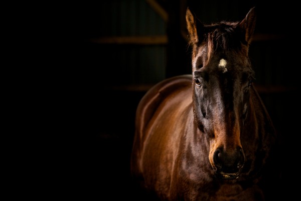 Studio Horses by Victor Rose Photo
