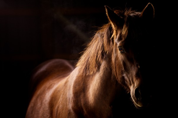 Studio Horses by Victor Rose Photo