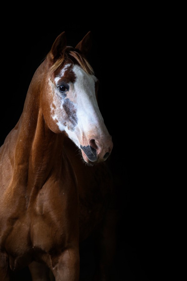 Studio Horses by Victor Rose Photo