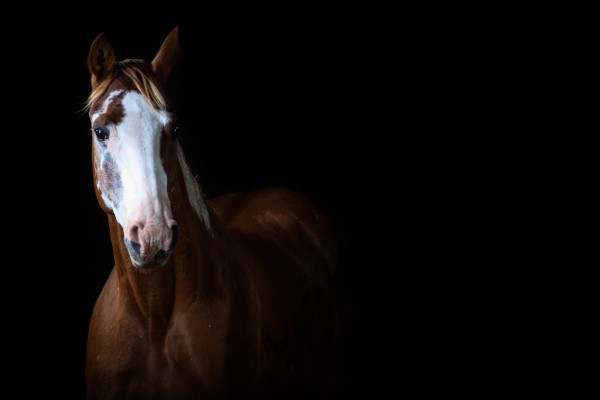 Studio Horses by Victor Rose Photo