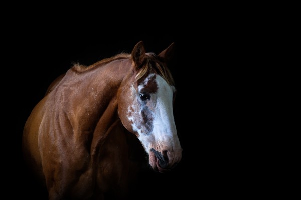Studio Horses by Victor Rose Photo