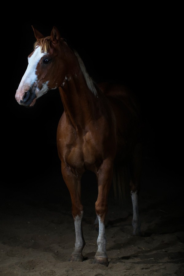 Studio Horses by Victor Rose Photo