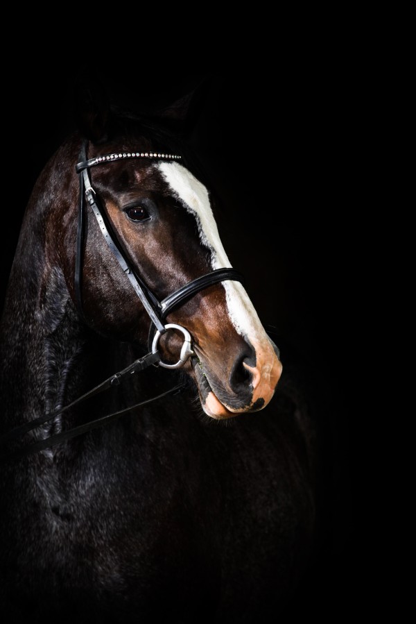 Studio Horses by Victor Rose Photo