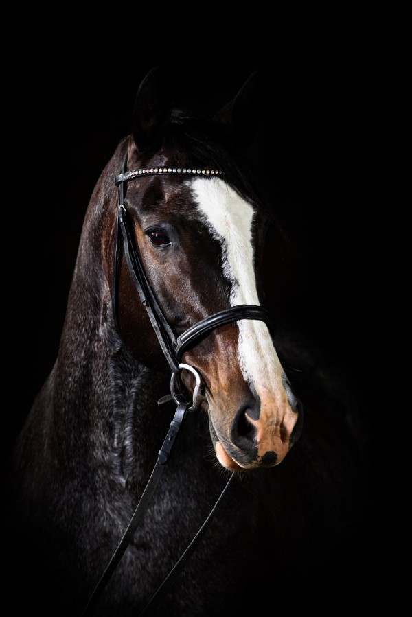 Studio Horses by Victor Rose Photo