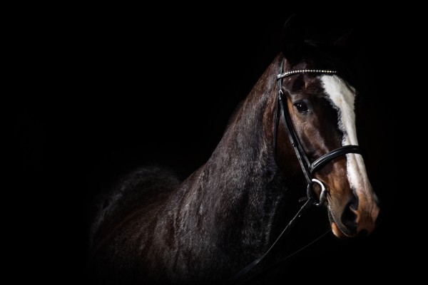Studio Horses by Victor Rose Photo