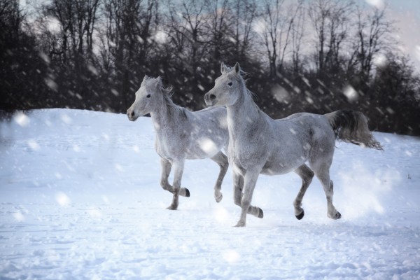 Horses in the Snow by Victor Rose Photo
