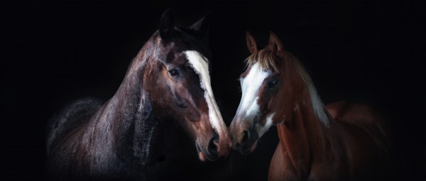 Studio Horses by Victor Rose Photo