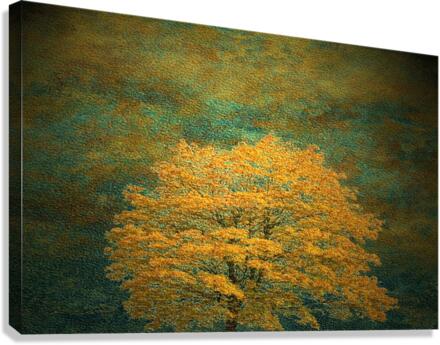 Yellow cherry tree Canvas Print