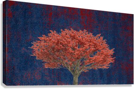 bac23 Canvas Print