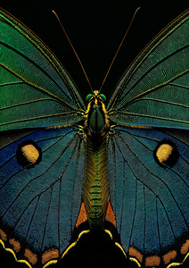 Papillon II