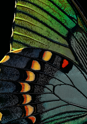 Aile de papillon I