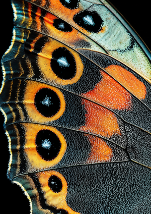 Aile de papillon IV