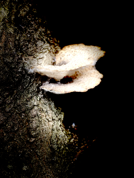 mushroom  by artisticphenom