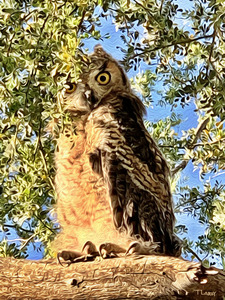 Great Horned Visitor
