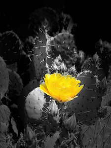 Yellow Cactus Flower