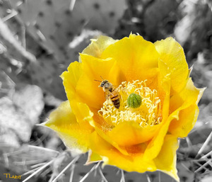Honey Time