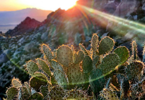 Prickly Pear Sunrise
