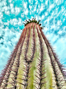 Towering Saguaro