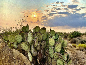 Prickly Pear Sunset
