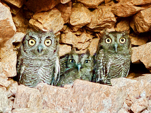 Three Little Owls