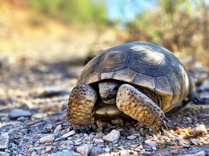 Tortoise 1