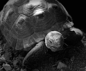 Tortoise 2